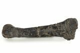 Fossil Ornithopod Dinosaur (Dryosaurus) Metatarsal - Wyoming #342148-1